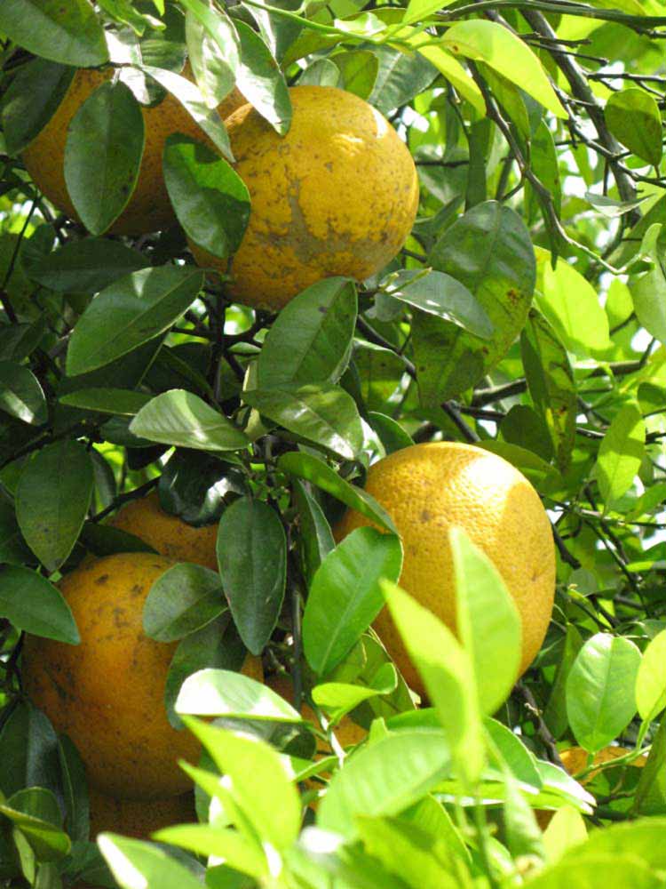                 Fruit (Winter Haven,   FL)   